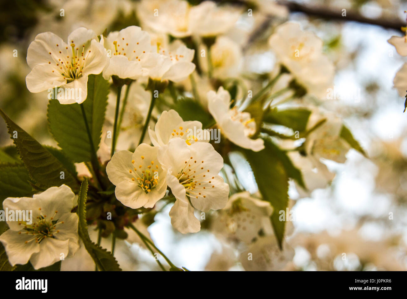Fiori di Ciliegio con il rosso e bianco costume jewelery su di esso Foto Stock