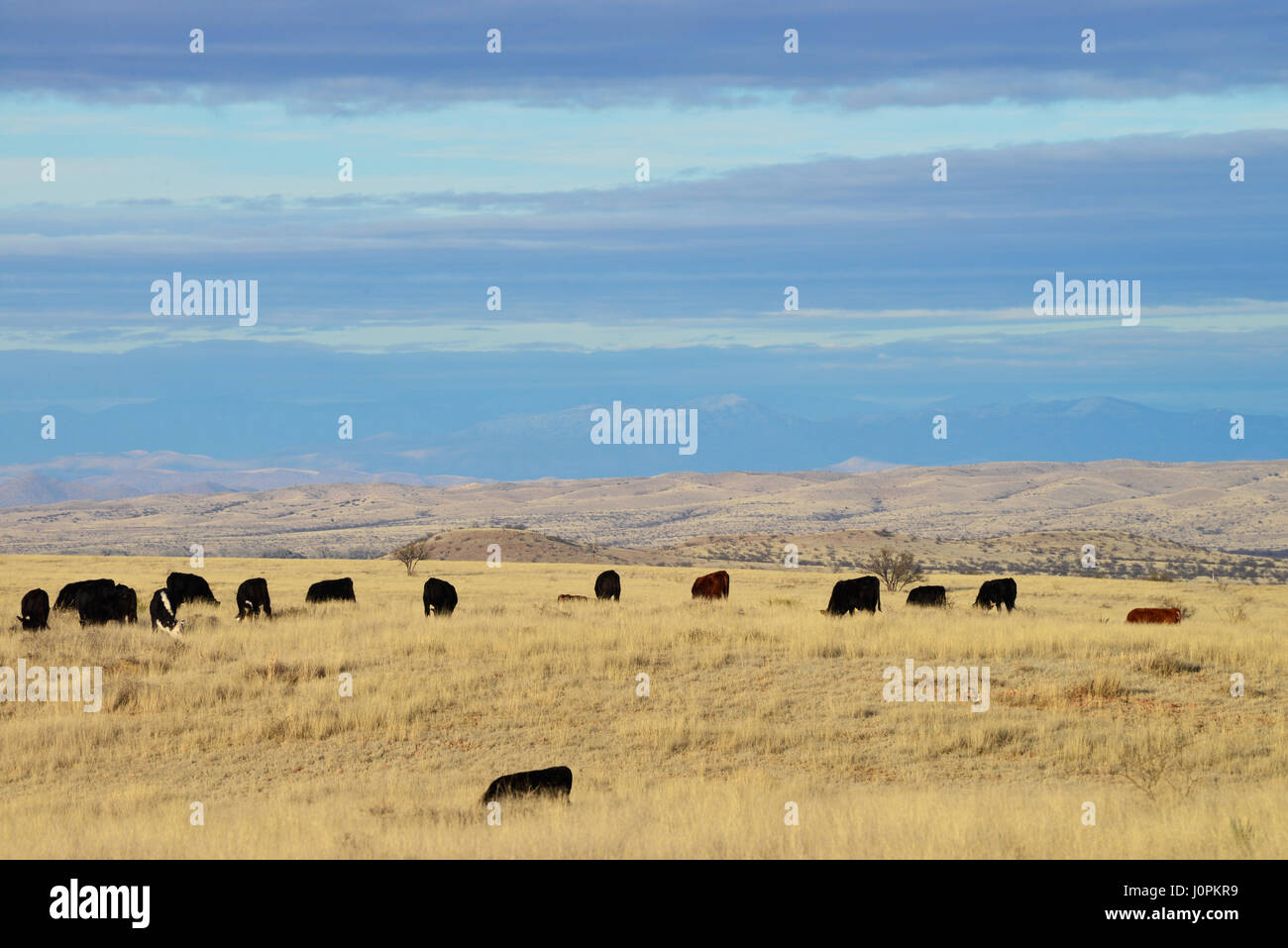 Il bestiame pascola nelle praterie a nord di Sonoita, Arizona, Stati Uniti. Foto Stock