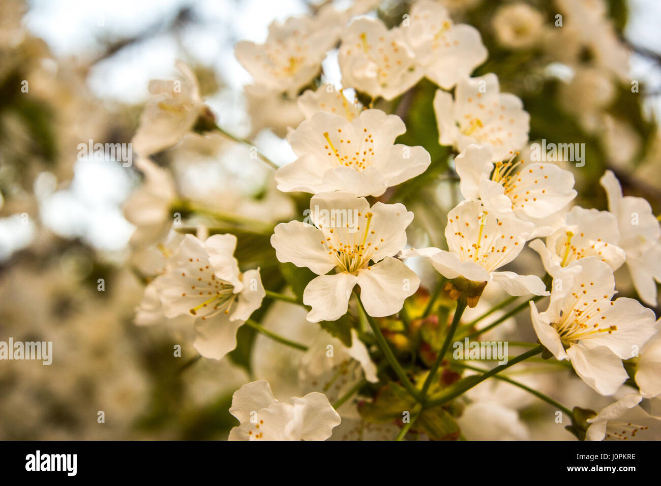 Fiori di Ciliegio con il rosso e bianco costume jewelery su di esso Foto Stock