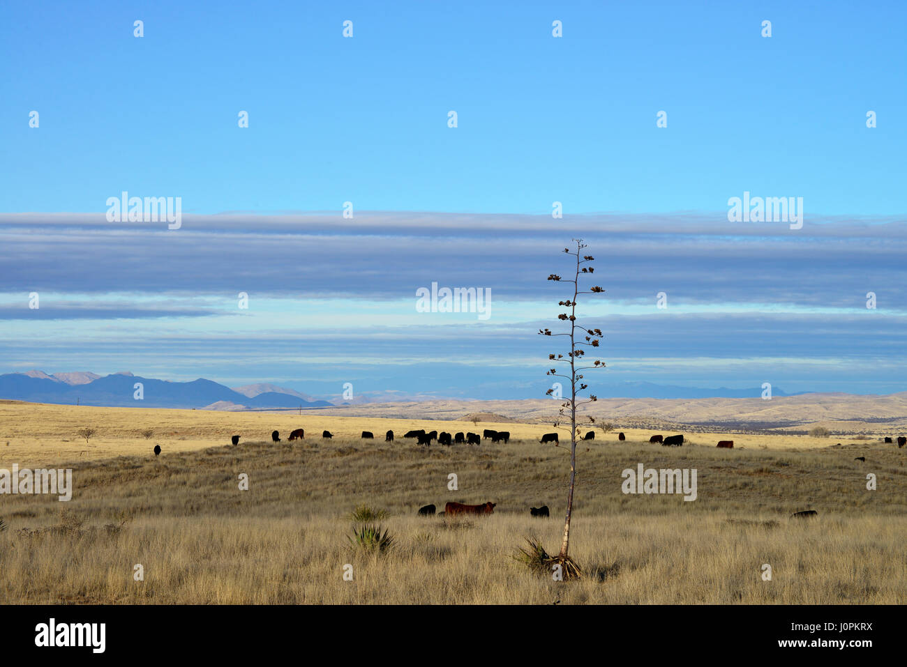 Il bestiame pascola nelle praterie a nord di Sonoita, Arizona, Stati Uniti. Foto Stock