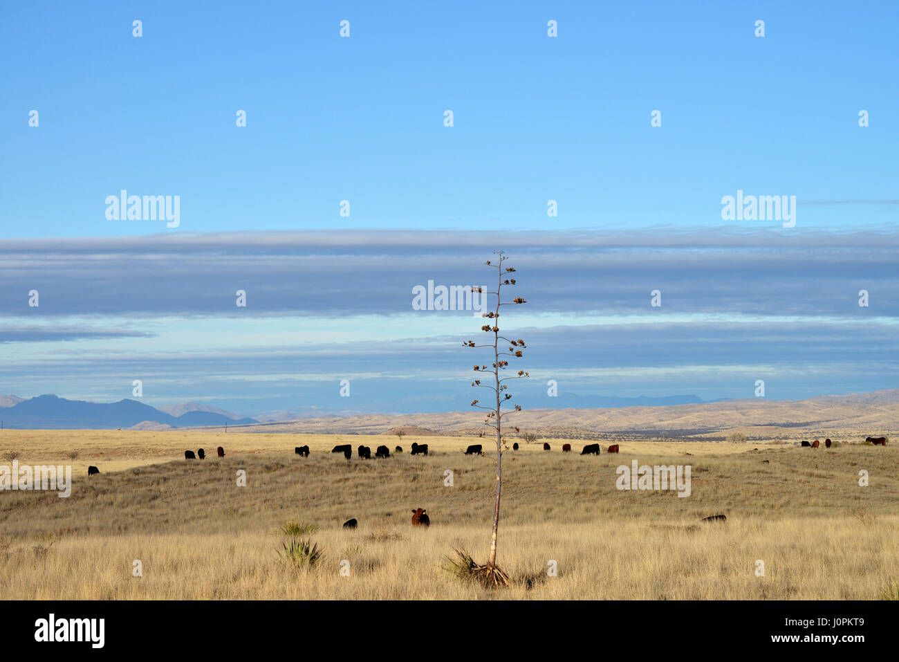 Il bestiame pascola nelle praterie a nord di Sonoita, Arizona, Stati Uniti. Foto Stock
