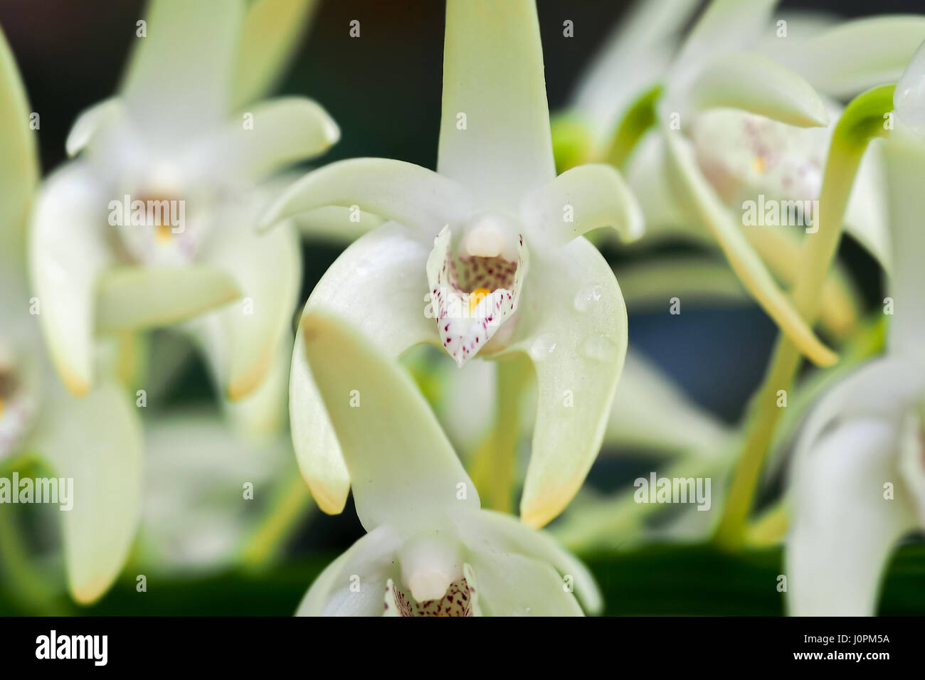 Color crema pallido Dendrobium speciosum con fiori di colore giallo brillante e marcature di porpora, close-up. Foto Stock