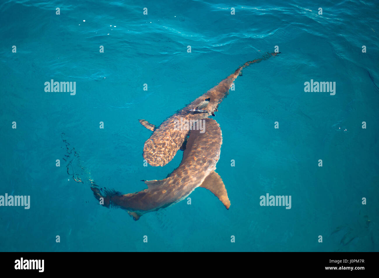 Due squalo Blacktip cuccioli giocare nelle acque dell'Isola Verde, Queensland, Australia Foto Stock