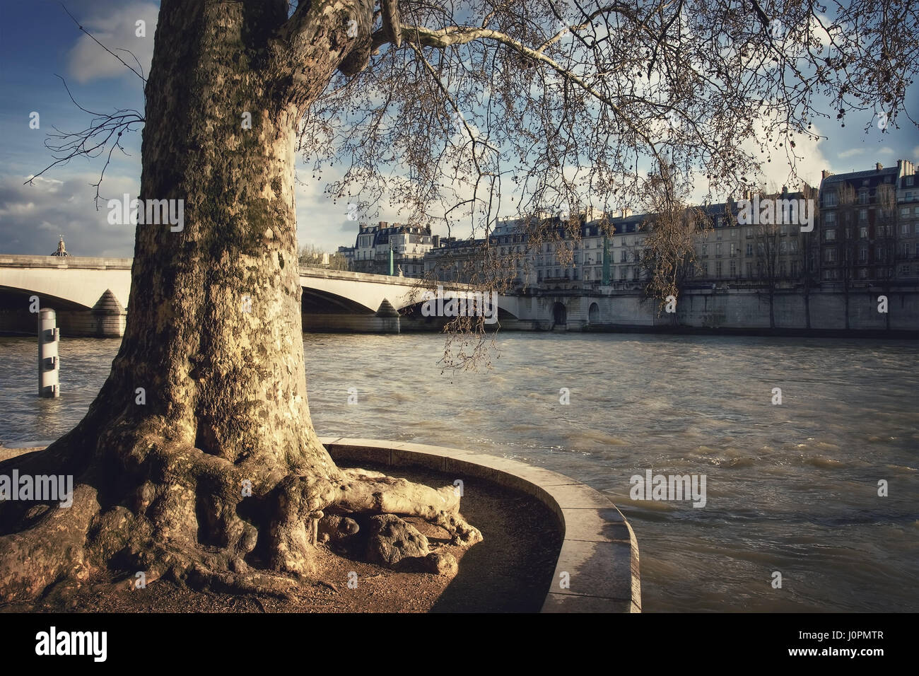Grande vecchio albero sul quai des Tuileries sul Fiume Senna e vista del Pont du Carrousel, Port des Saints-Peres e Quai Voltaire. La Francia. Parigi Foto Stock