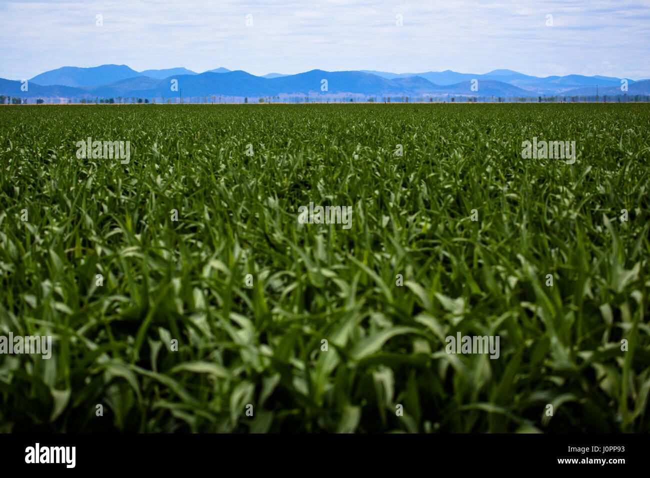 Una linea di montagne distanti sedersi nella distanza della Liverpool Plains, NSW, Australia Foto Stock
