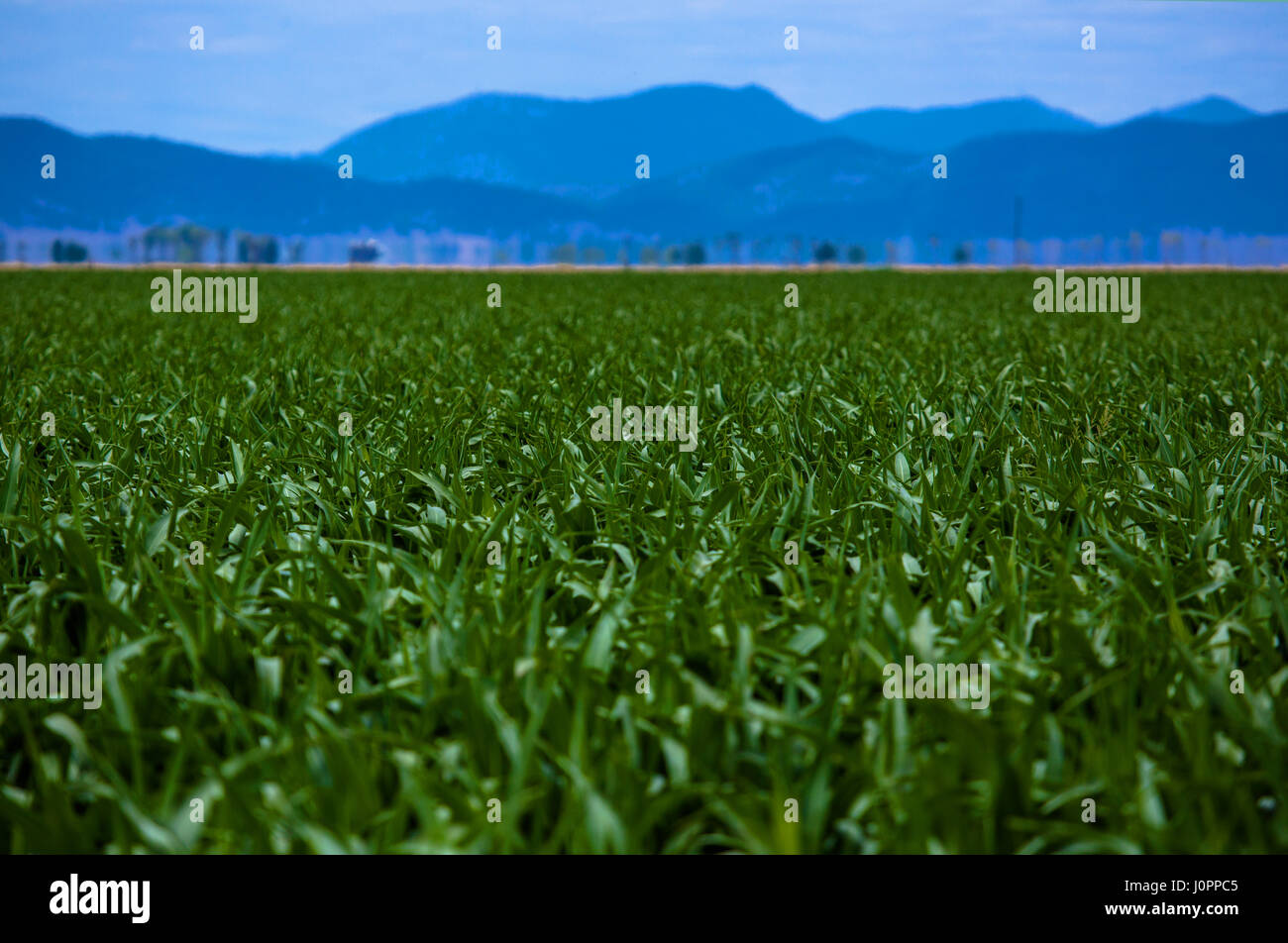 Una linea di montagne circondano il Liverpool Plains, NSW, Australia Foto Stock