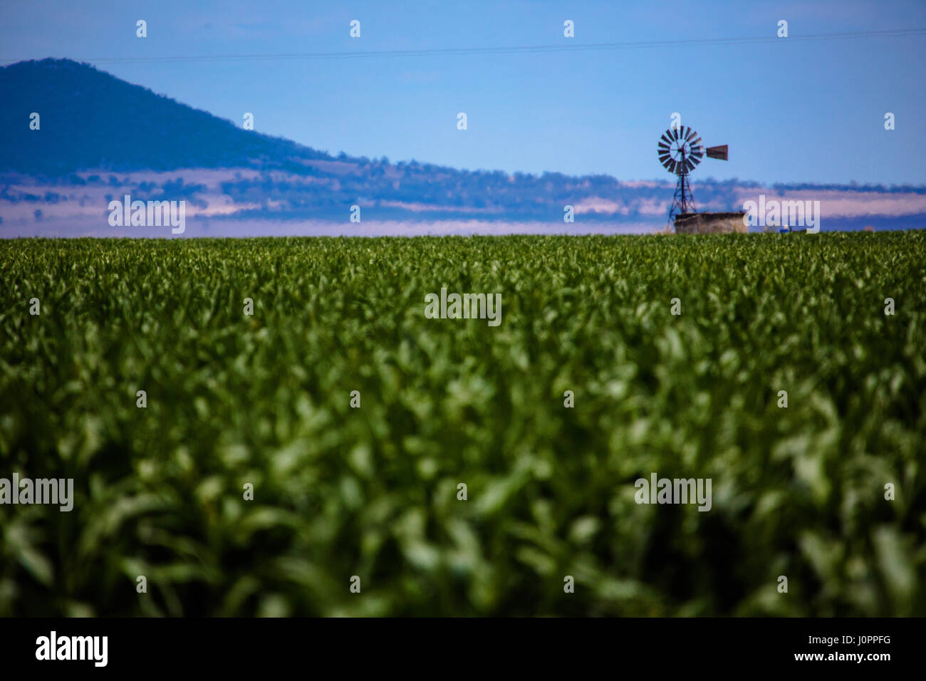 Un mulino a vento si siede nella distanza di raccolto in attesa. Liverpool Plains, Australia Foto Stock