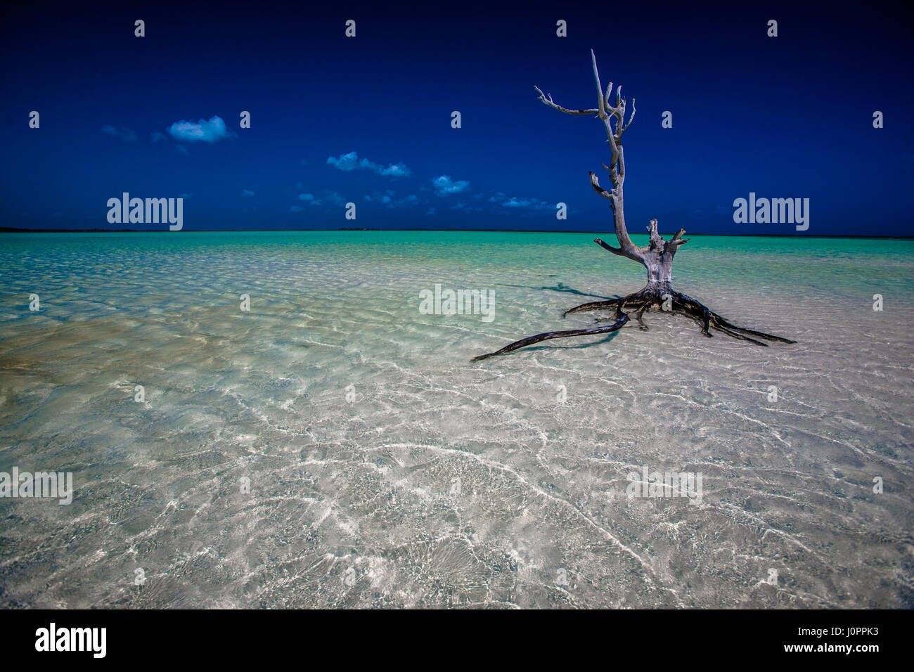 Un albero morto si trova perfettamente in un incontaminato litorale del Mar dei Caraibi Foto Stock