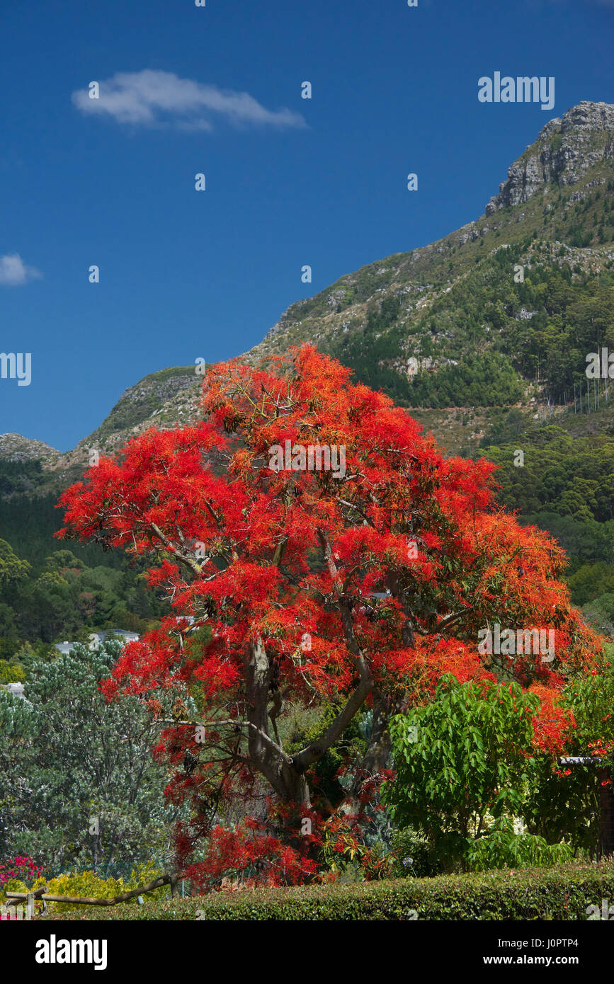 Flame Tree Constantia Città del Capo Sud Africa Foto Stock