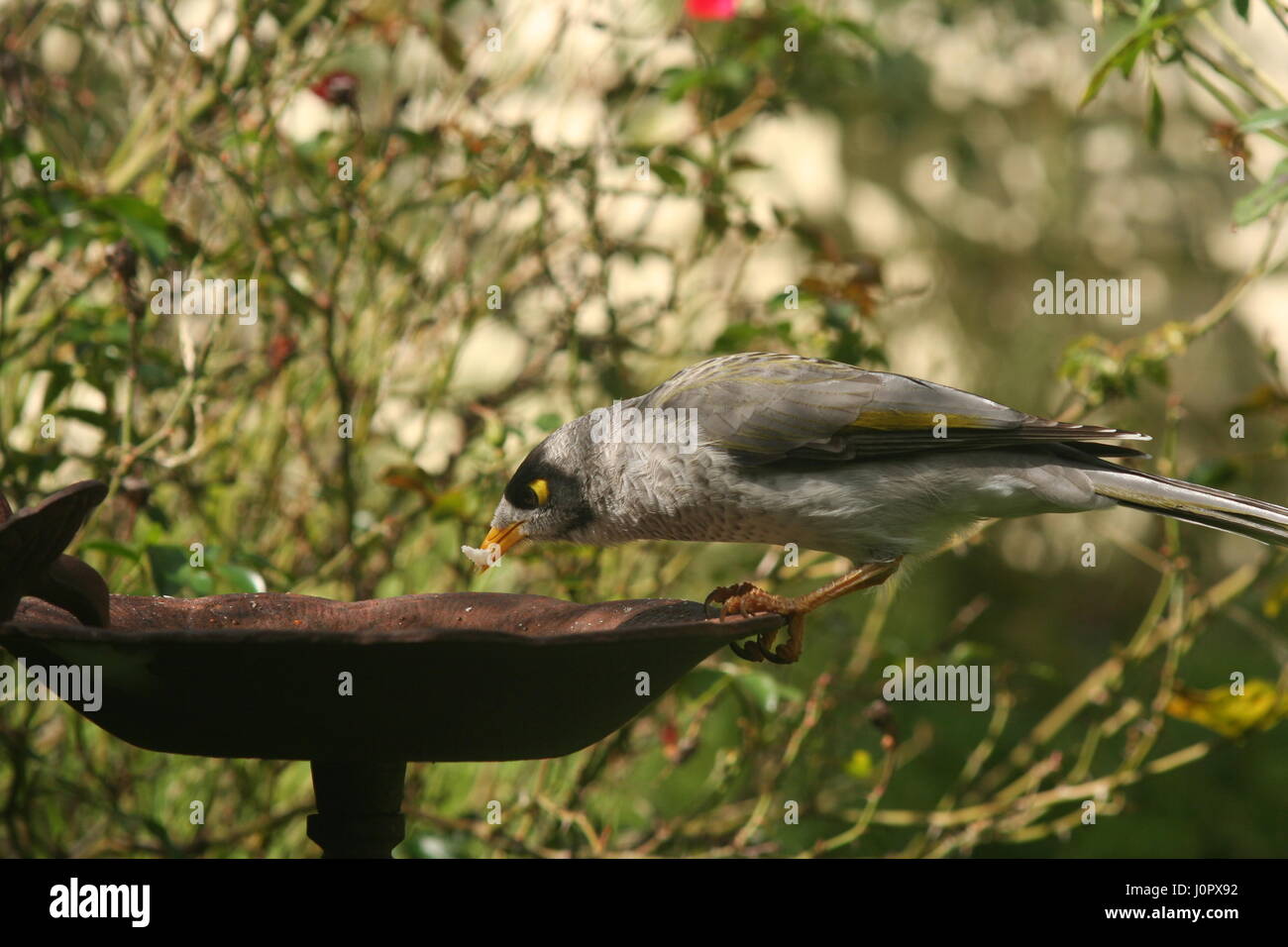 Noisey Miner alimentare Foto Stock