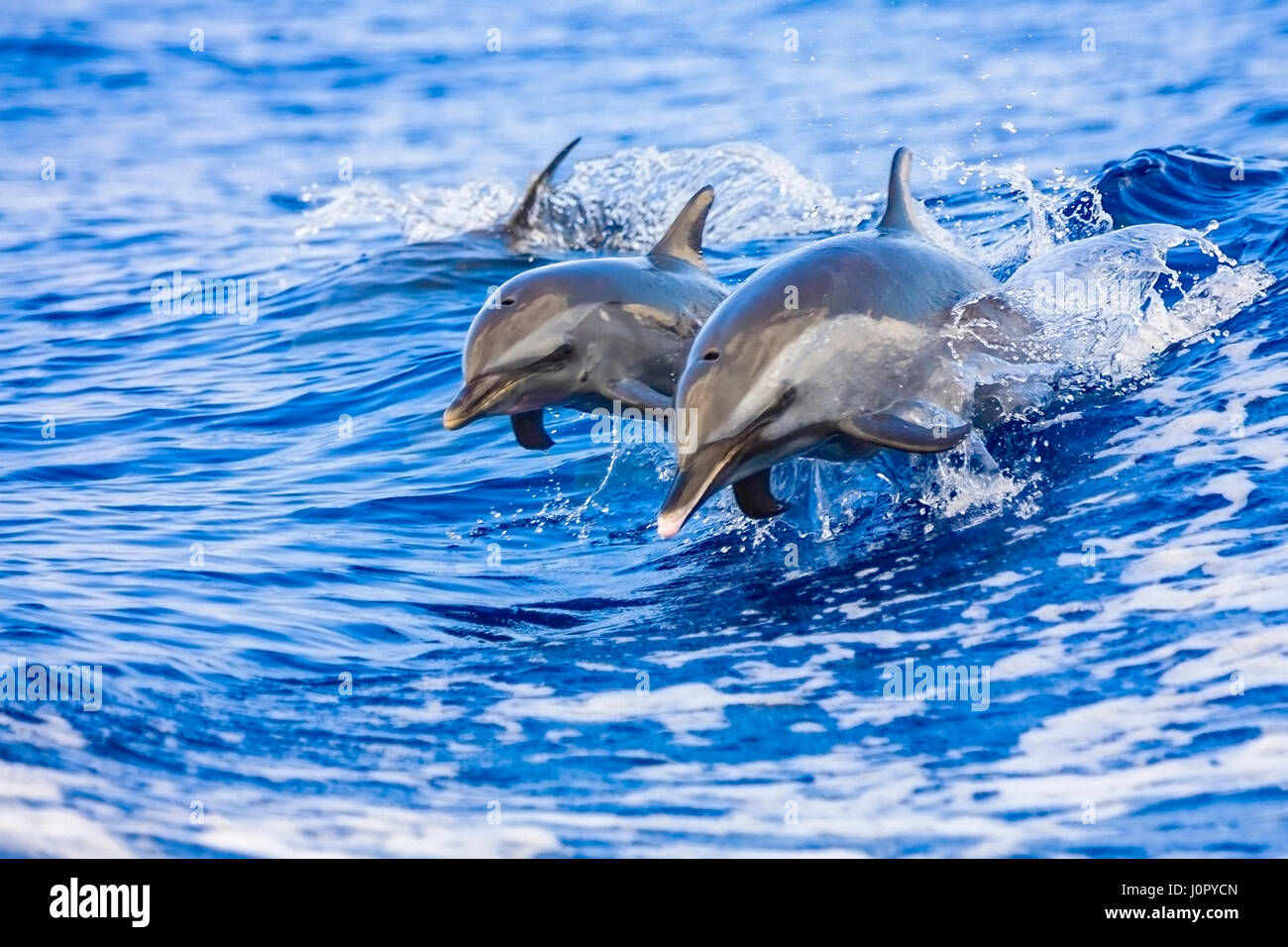 Pantropical Spotted Dolphin, madre e del polpaccio, Stenella attenuata, Hawaii, STATI UNITI D'AMERICA Foto Stock