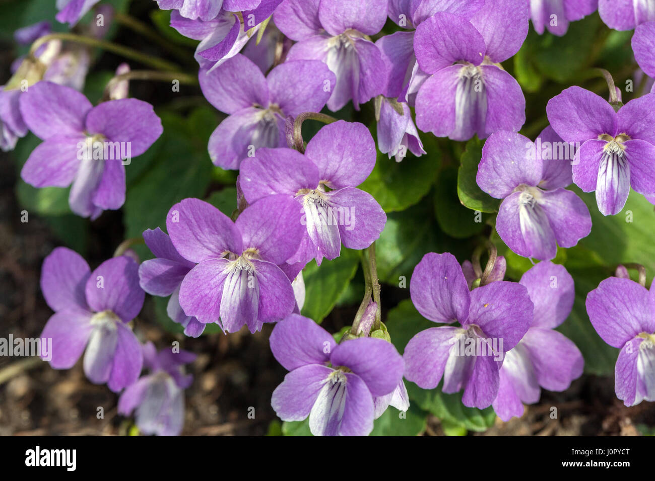 Viola jooi 'soft' lilla in fiore Foto Stock