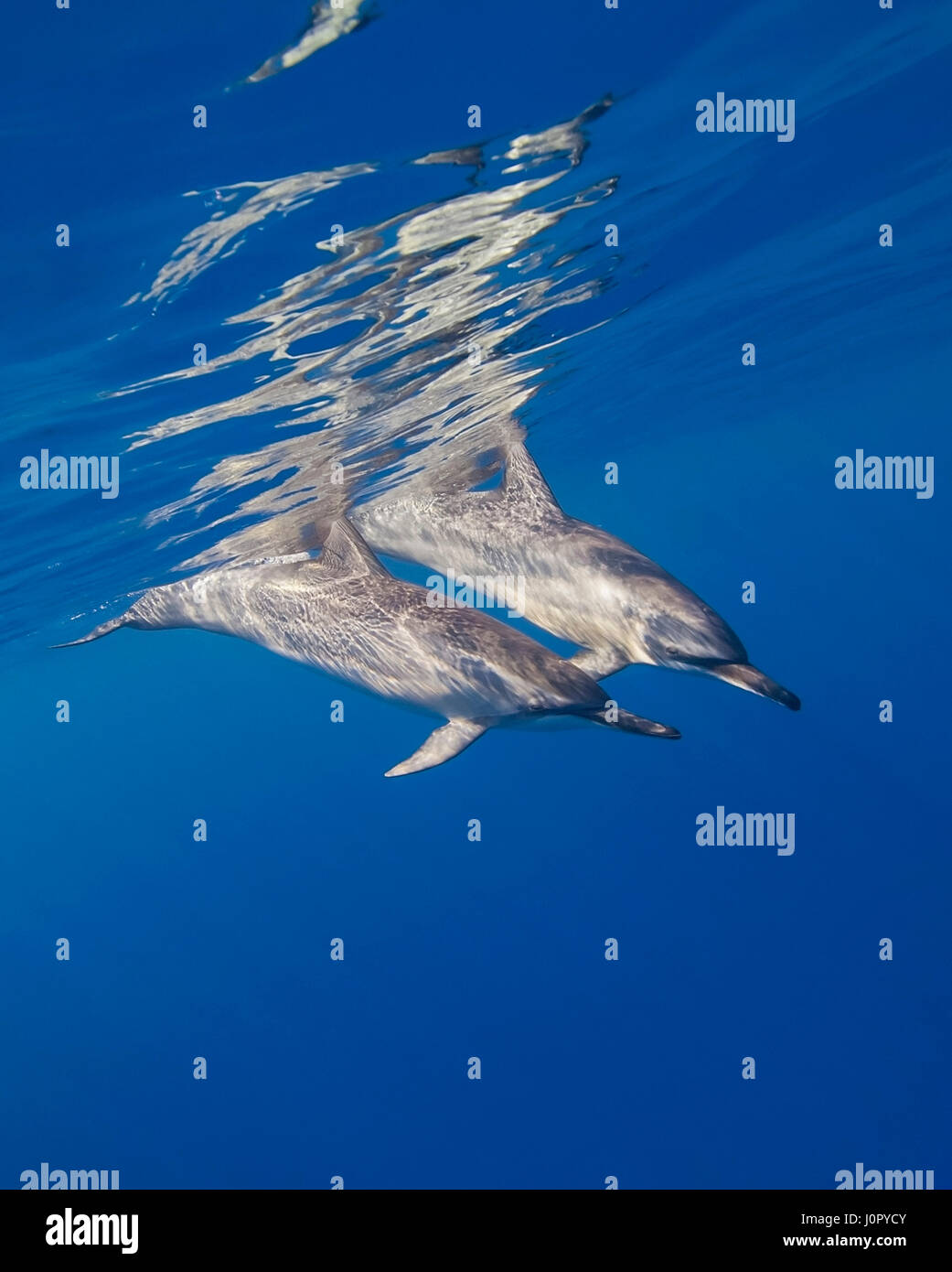 A lungo snouted Spinnder Delfini Stenella longirostris, Hawaii, STATI UNITI D'AMERICA Foto Stock