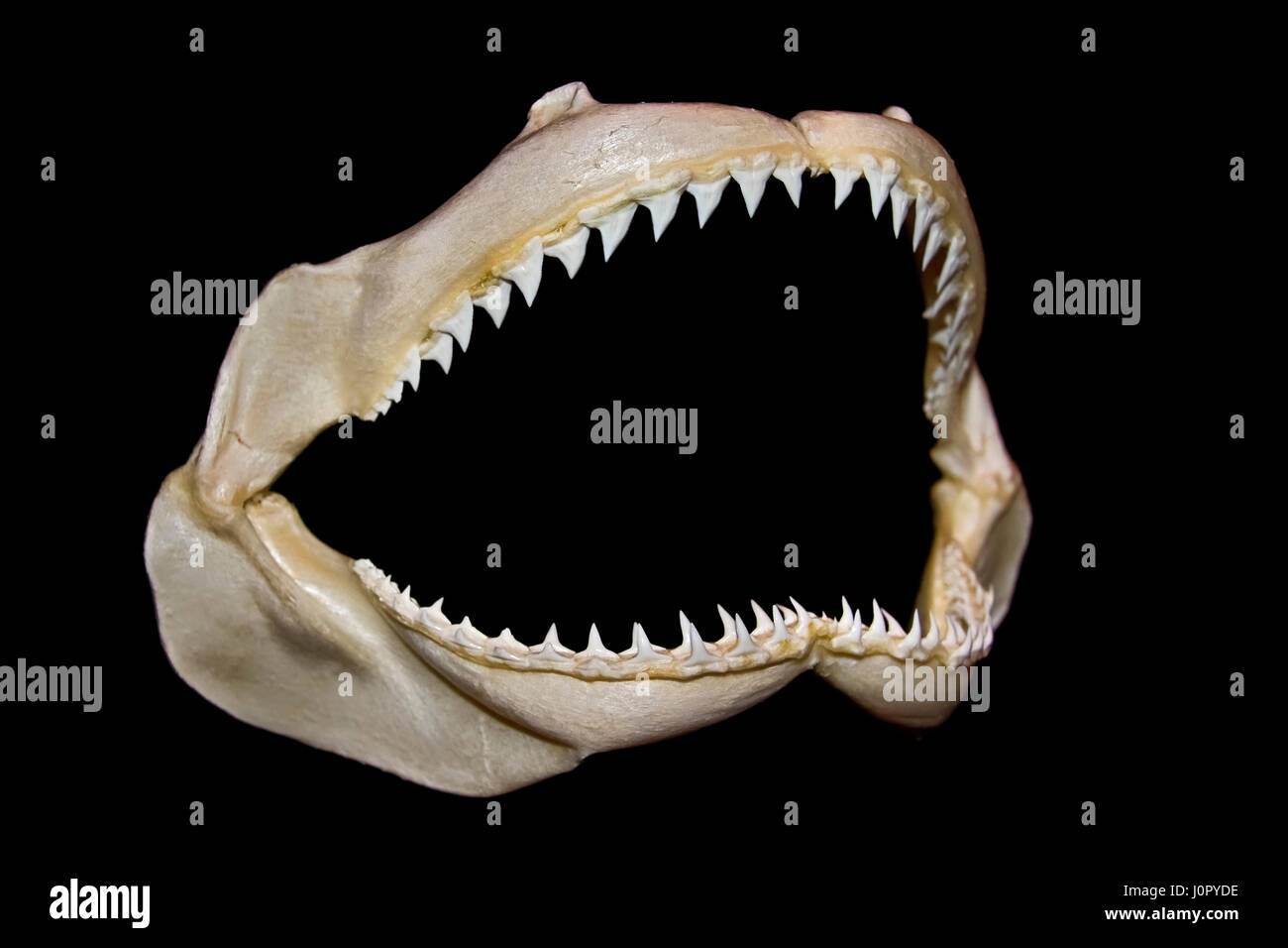 Sandbar Shark ganascia, Carcharhinus plumbeus, Hawaii, STATI UNITI D'AMERICA Foto Stock