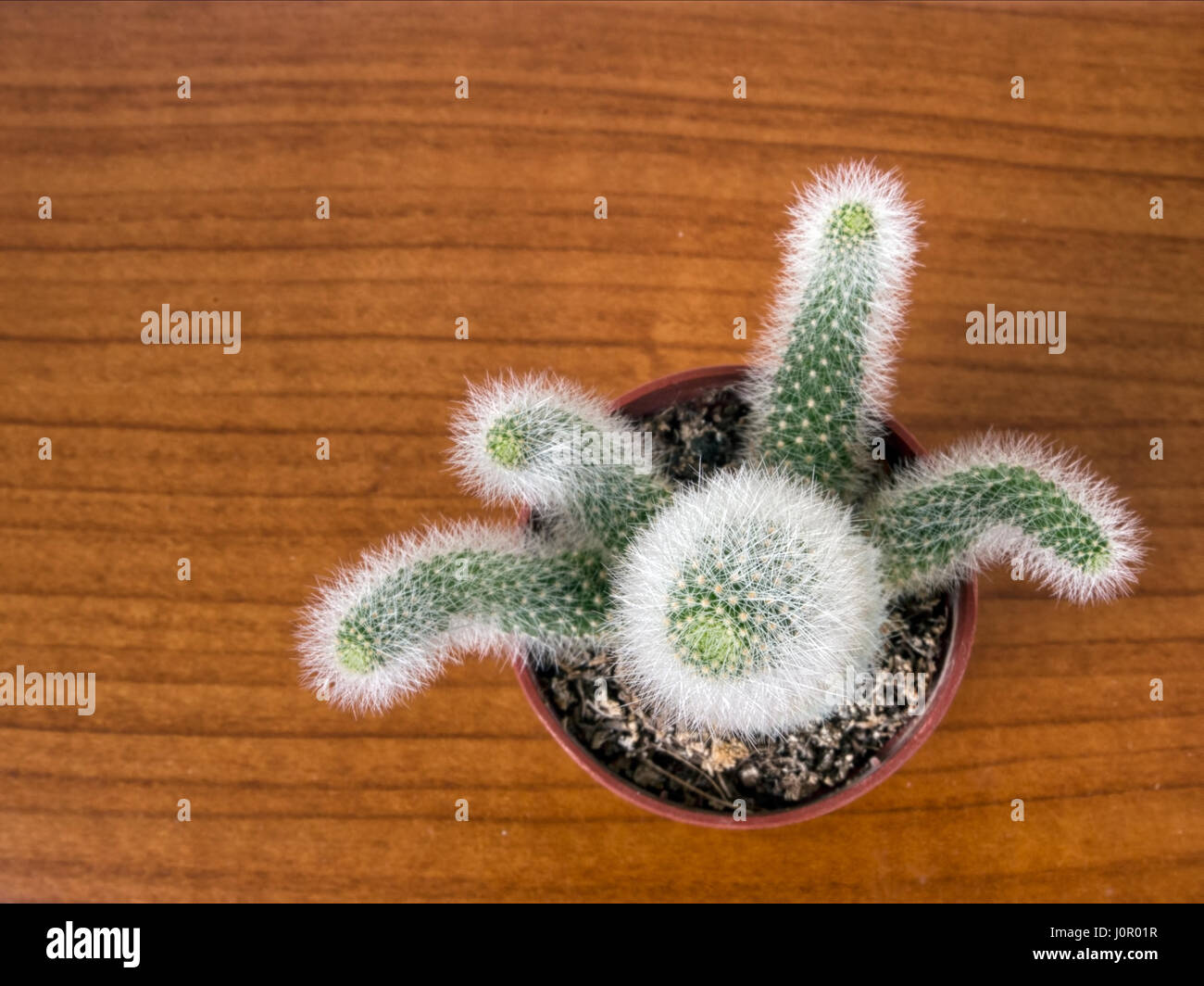 Strano cactus colonnare, visto da sopra. Foto Stock