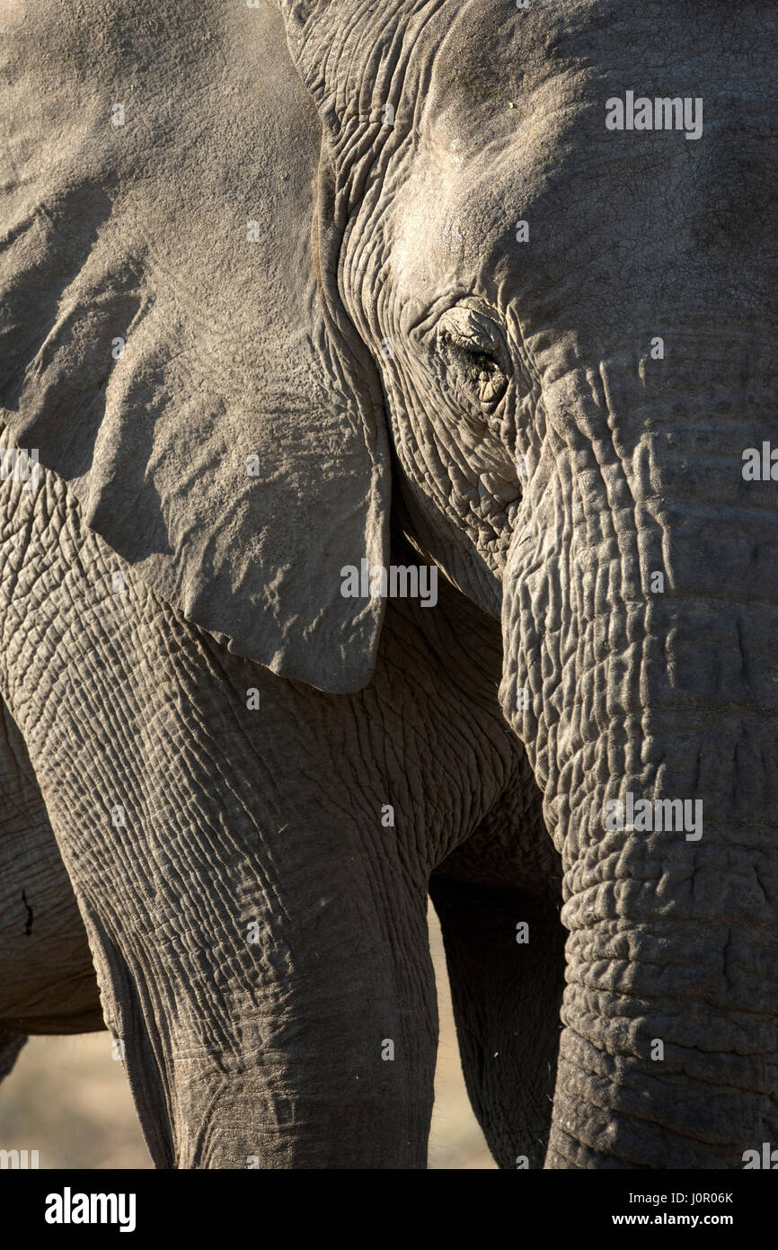 Elefante in Etosha National Park, Namibia Foto Stock