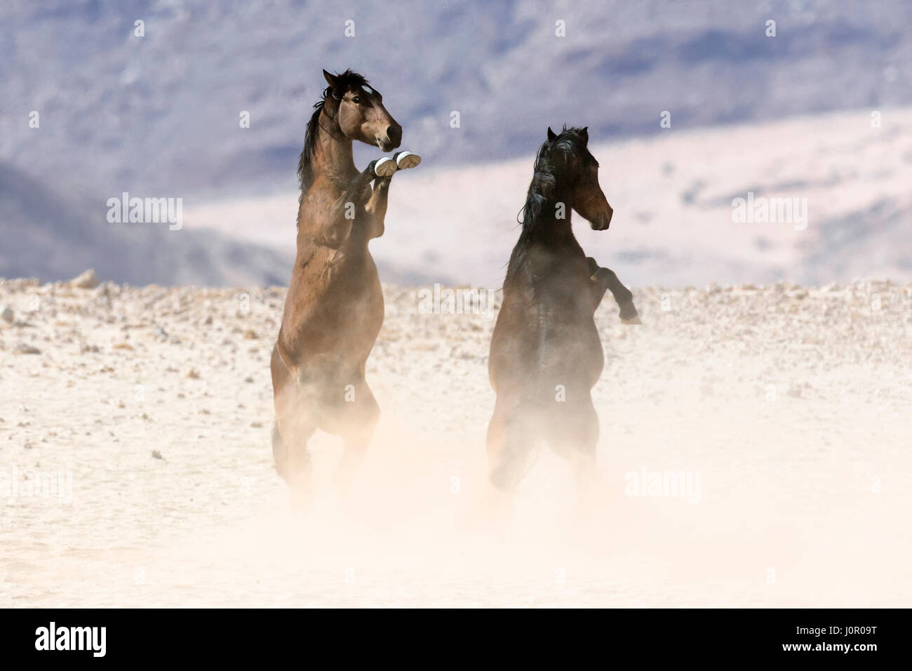 Wild Deserto Namibiano cavalli combattimenti Foto Stock