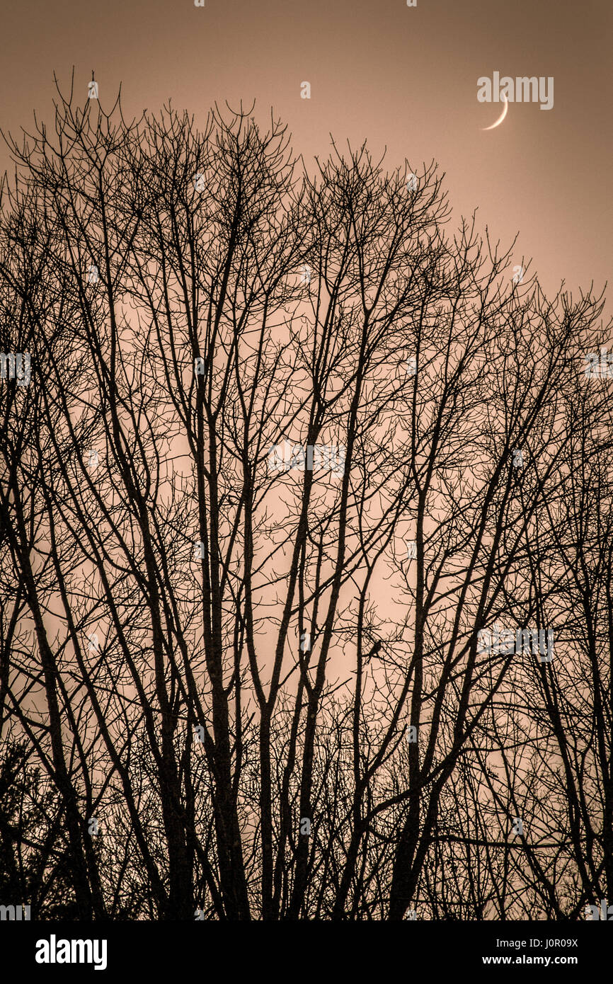 Un uccello si siede in un albero come la luna sorge. Foto Stock