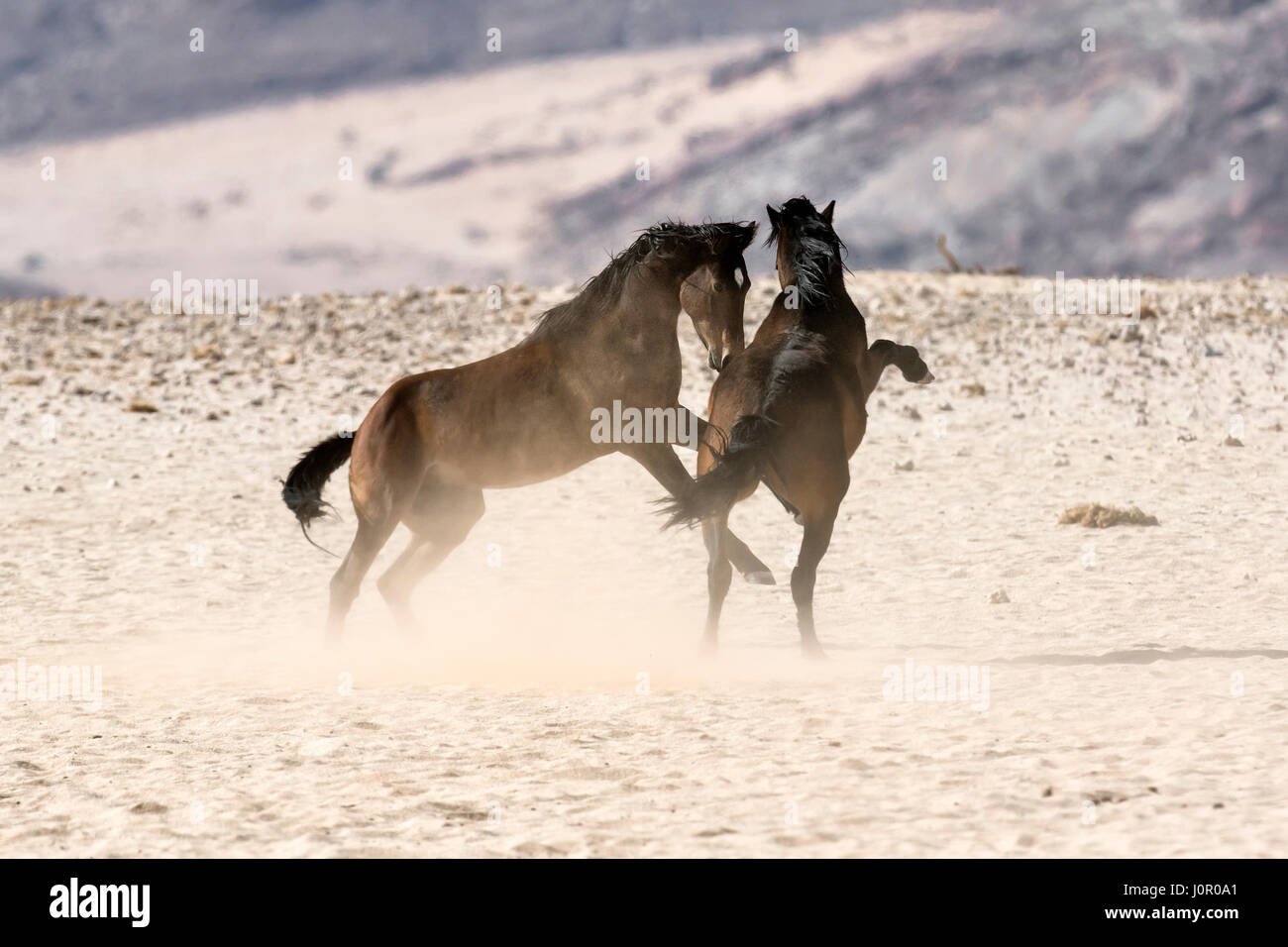 Wild Deserto Namibiano cavalli combattimenti Foto Stock