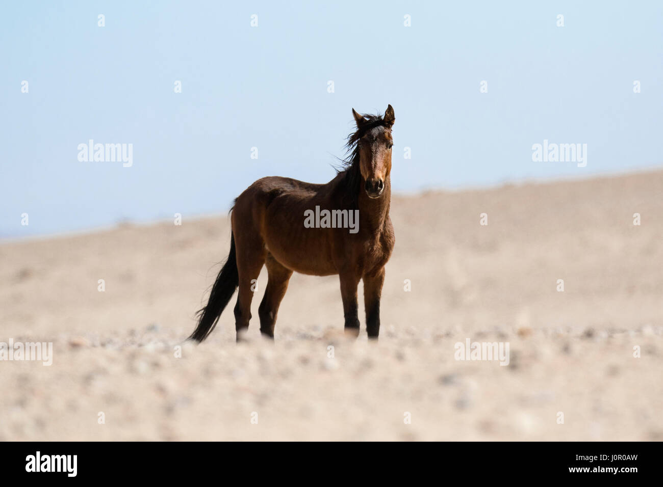 Wild Deserto Namibiano cavallo Foto Stock