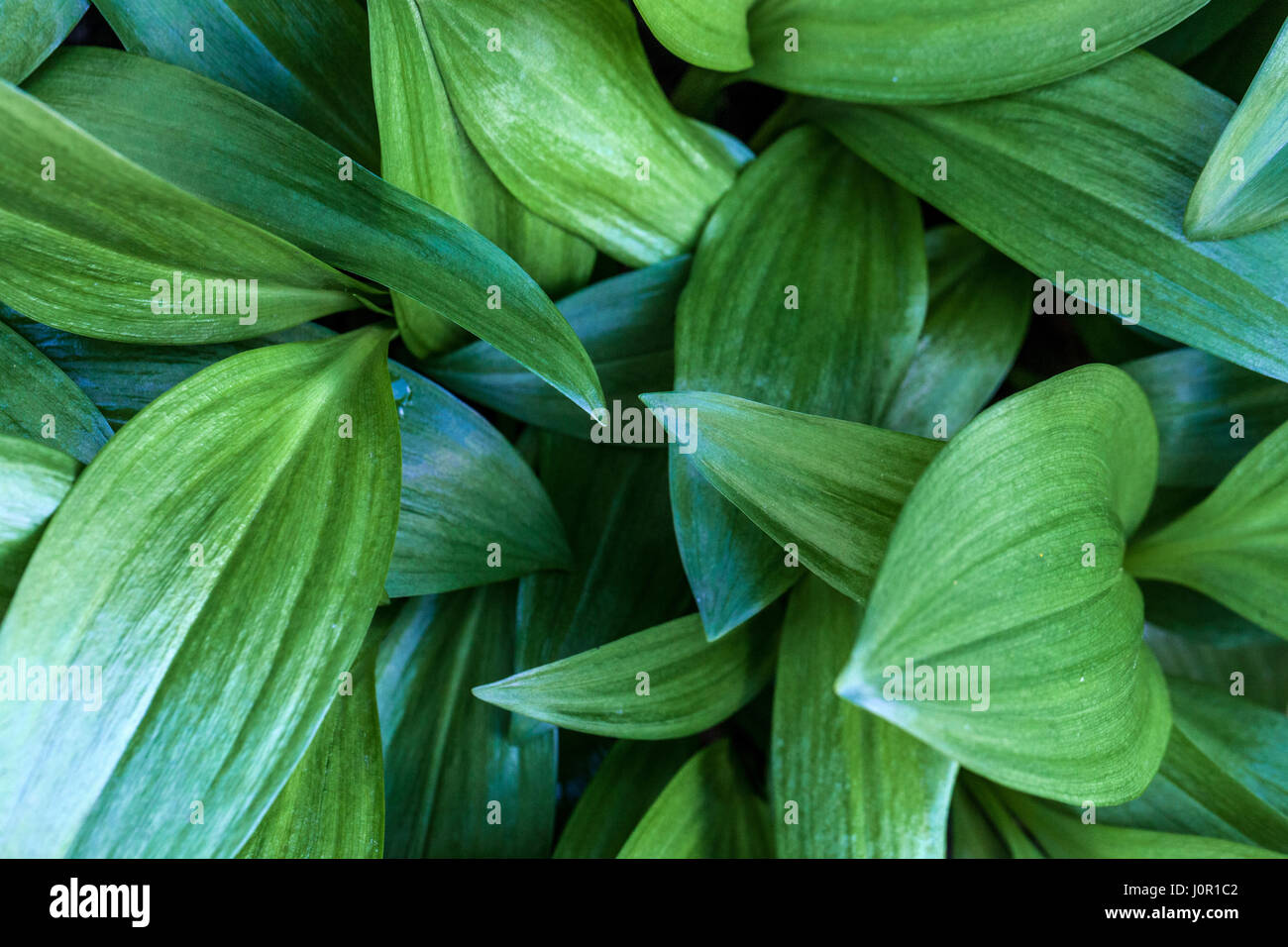 Alpine porro, Allium victorialis Foto Stock