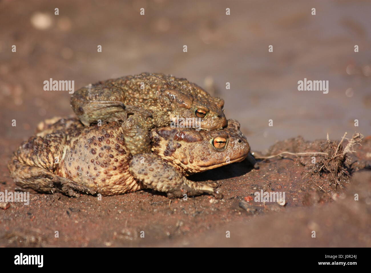 Bufo rospi coniugata in primavera ( brown il rospo comune ), maschio e femmina Foto Stock