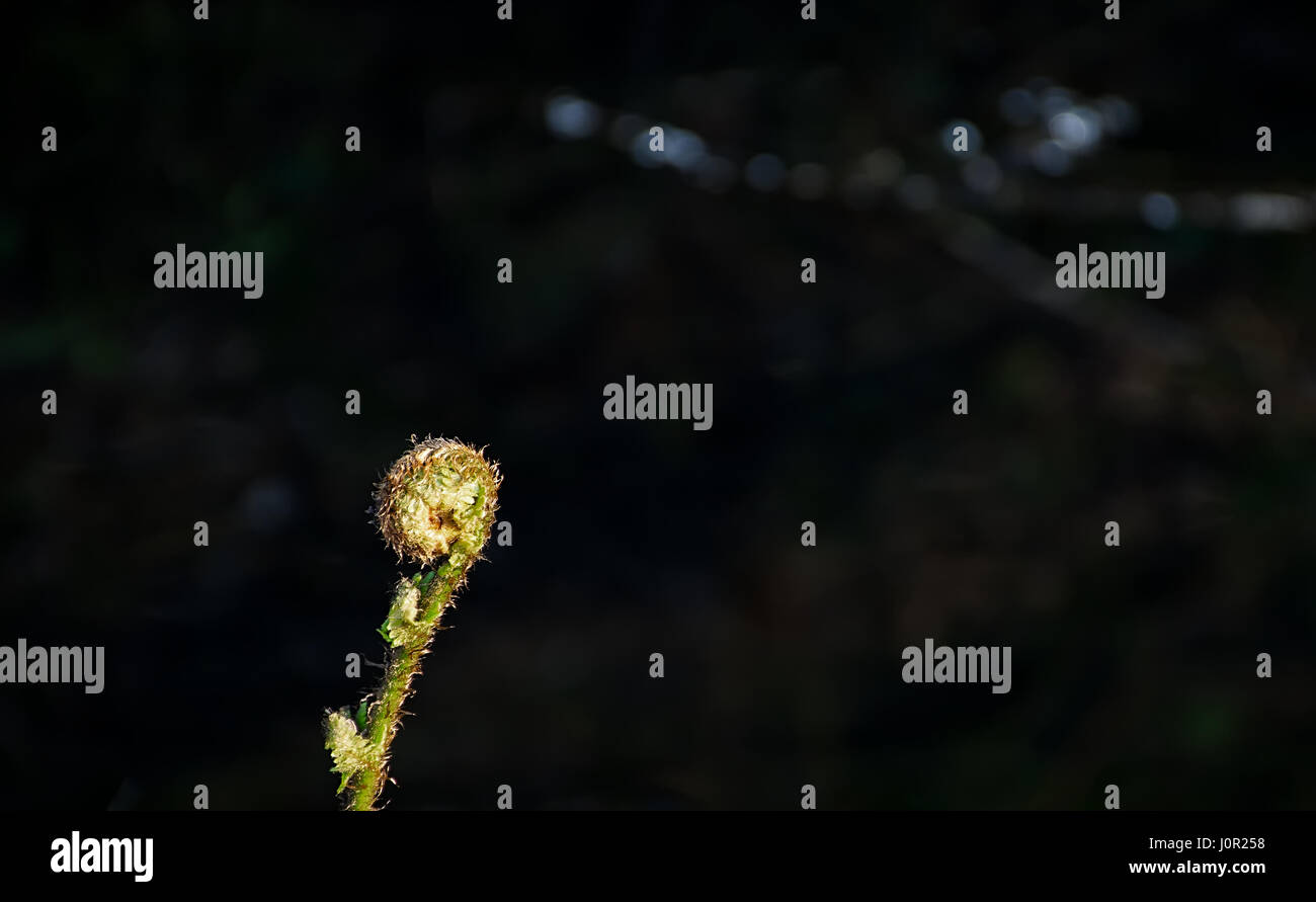 Unico arrotolata in felce scura foresta.Bosco vicino a Westport lago,Staffordshire, Regno Unito.Natura Uk,forest floor crescita in primavera.Primavera Uk. Foto Stock