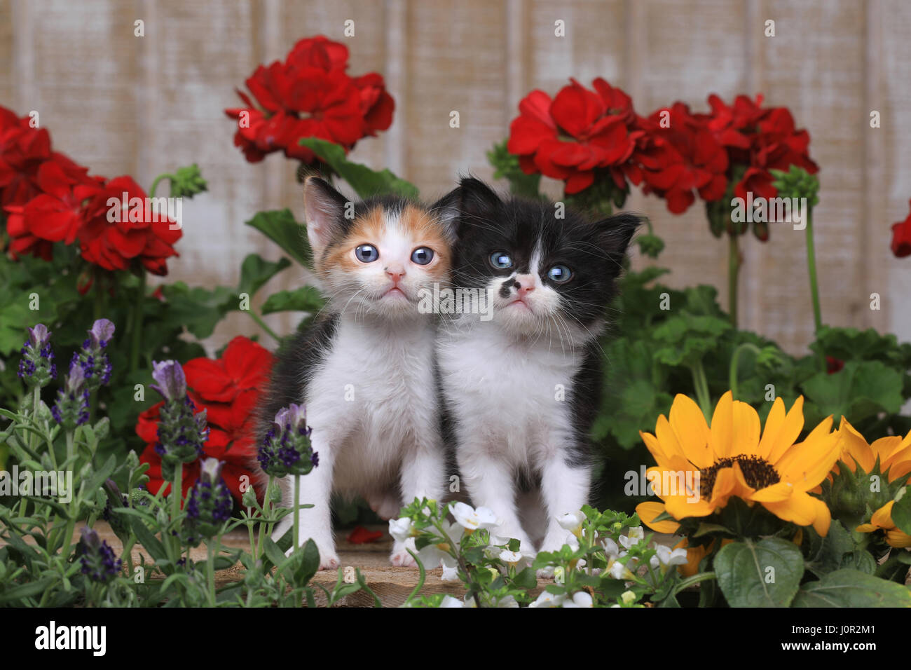 Adorabili e 3 settimane di età cuccioli di bambino in un ambiente da giardino Foto Stock