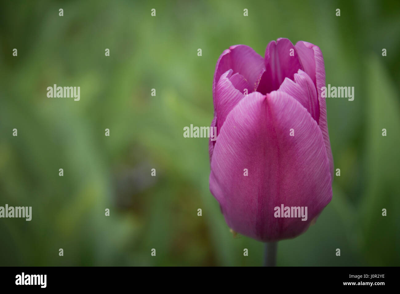 Viola tulip su un morbido sfondo verde Foto Stock