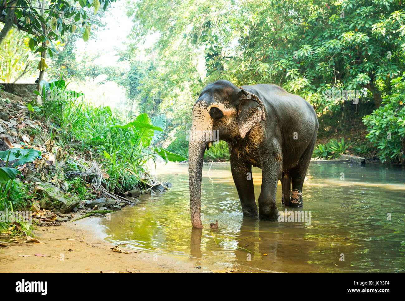 Ceylon elefanti selvatici bere acqua dal fiume nella giungla. Sri Lanka la fauna selvatica Foto Stock