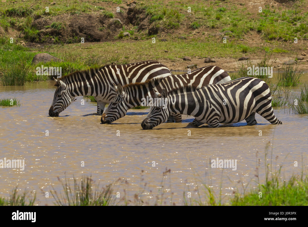 Zebra comune (Equus burchellii) tre zebre in piedi in una piscina di acqua potabile, il Masai Mara riserva nazionale, Kenya Foto Stock