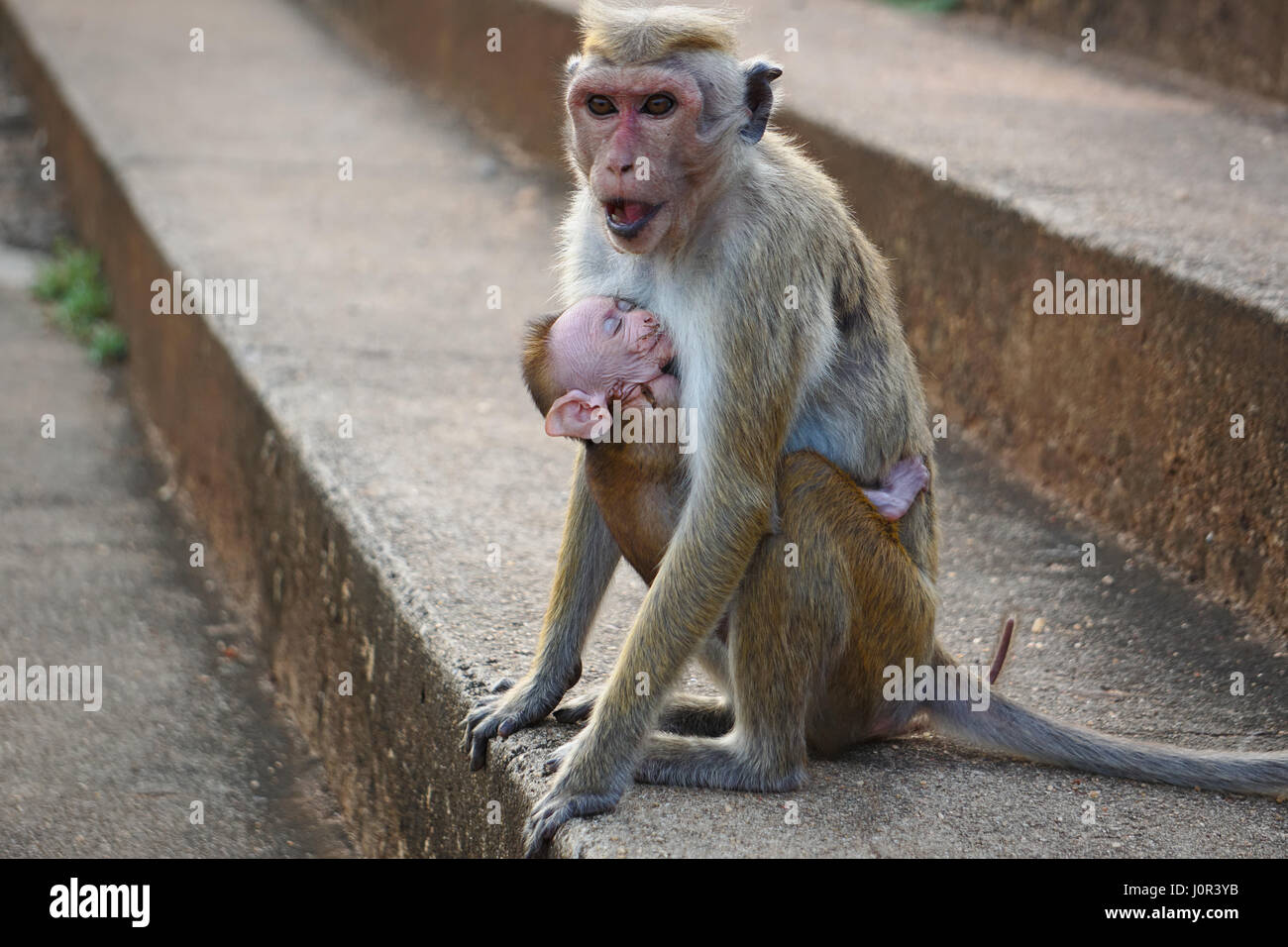 Il governo dello Sri Lanka scimmia con un bambino Foto Stock