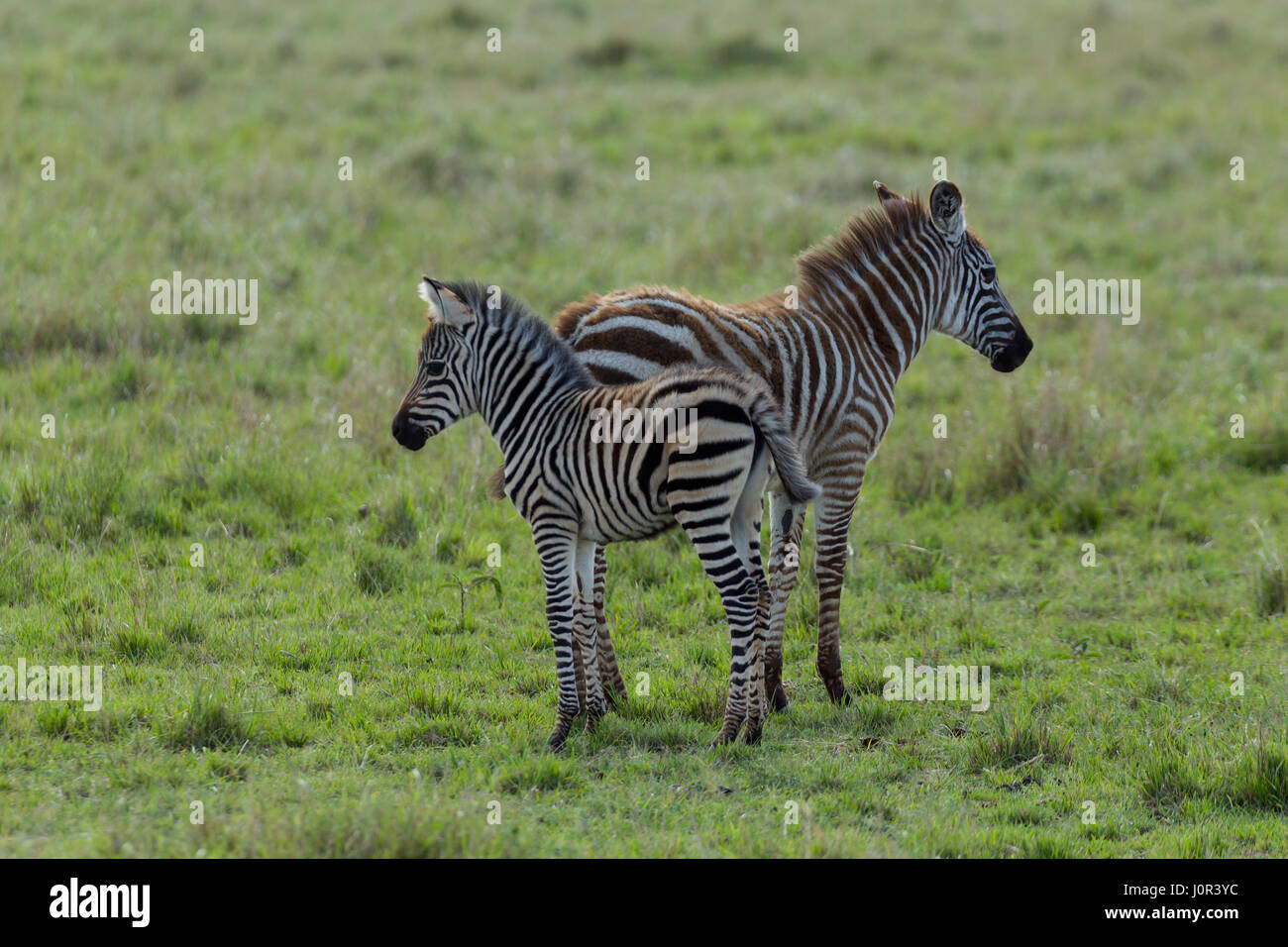 Zebra comune (Equus burchellii) due zebra in allerta, il Masai Mara riserva nazionale, Kenya Foto Stock