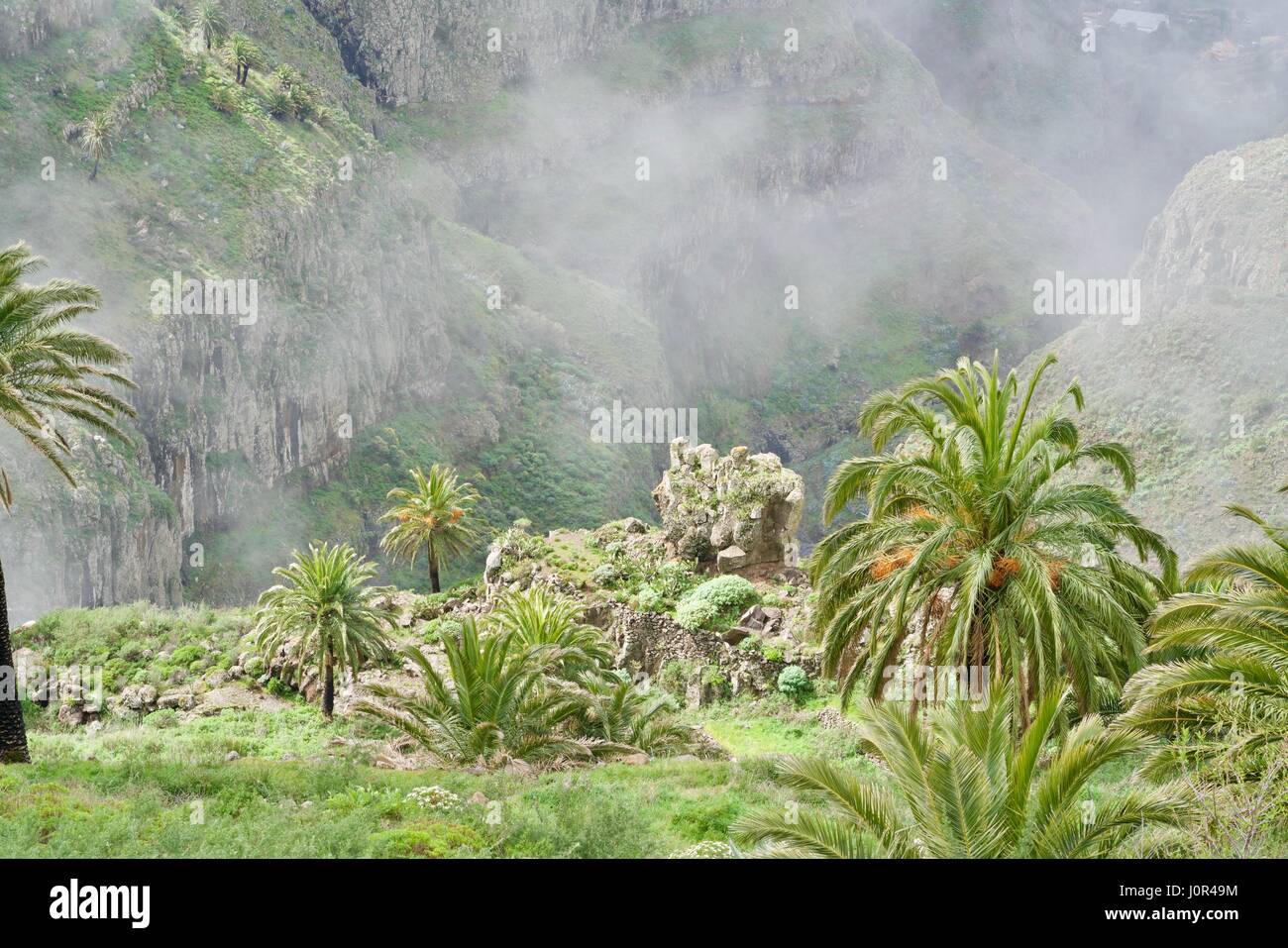 Palme nelle montagne di El Cercado Foto Stock