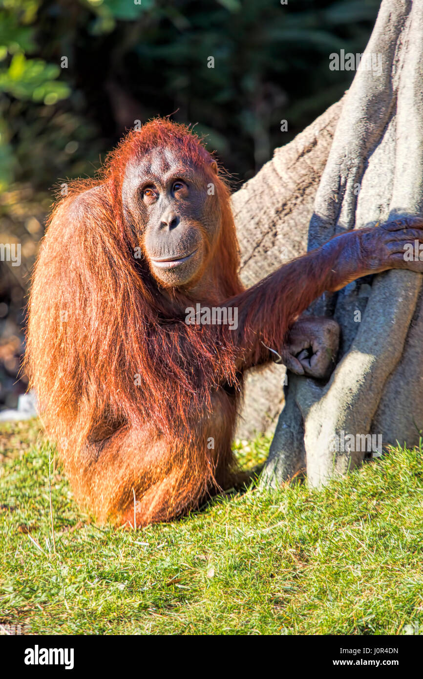 Bornean orangutan Pongo o pygmaeus Foto Stock