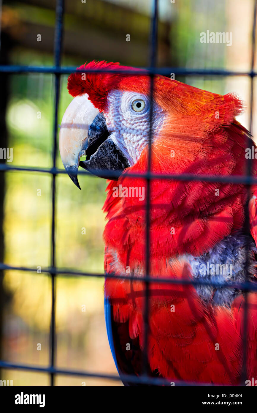 Rosso sono in gabbia Foto Stock