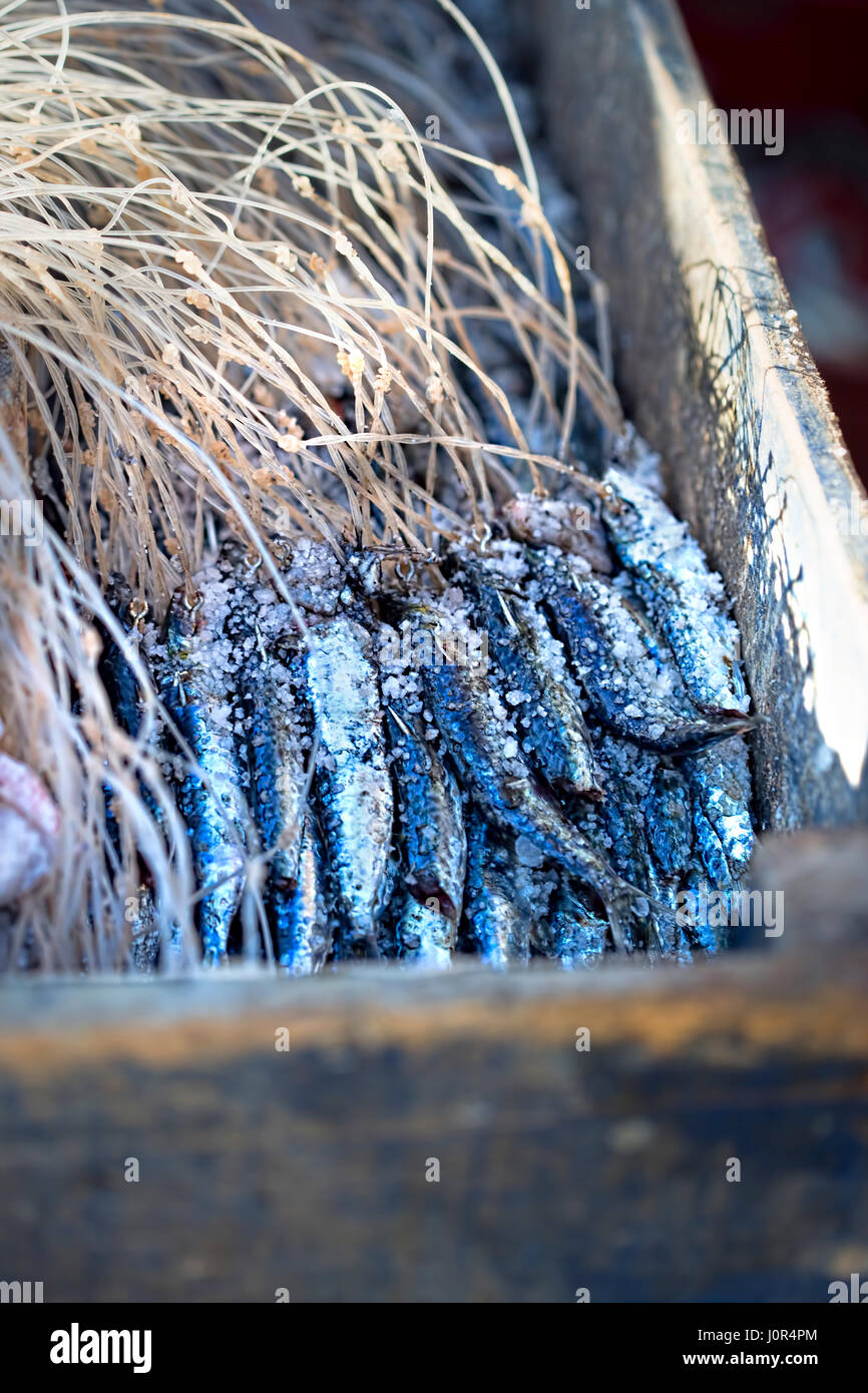 Lavoratore della scatola di contenimento con le sardine salate nel villaggio di pescatori Foto Stock