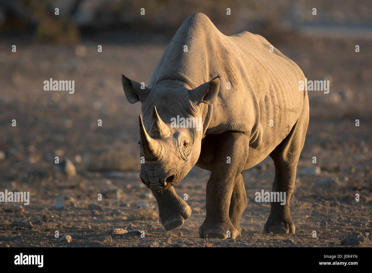 Il rinoceronte nero è raggiungibile a piedi in un foro per l'acqua. Foto Stock