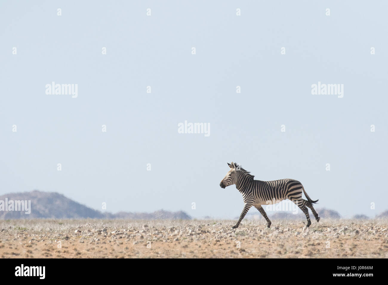 Haartmans mountain Zebra. Foto Stock