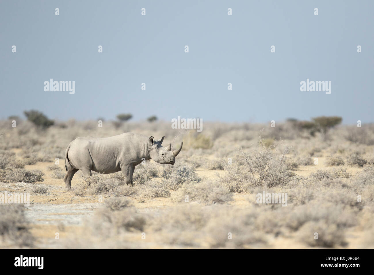 Il rinoceronte nero nel Parco Nazionale di Etosha. Foto Stock