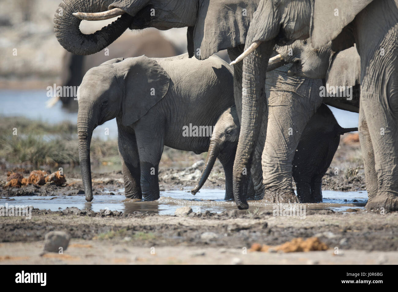 Vitello di elefante nel Parco Nazionale di Etosha. Foto Stock