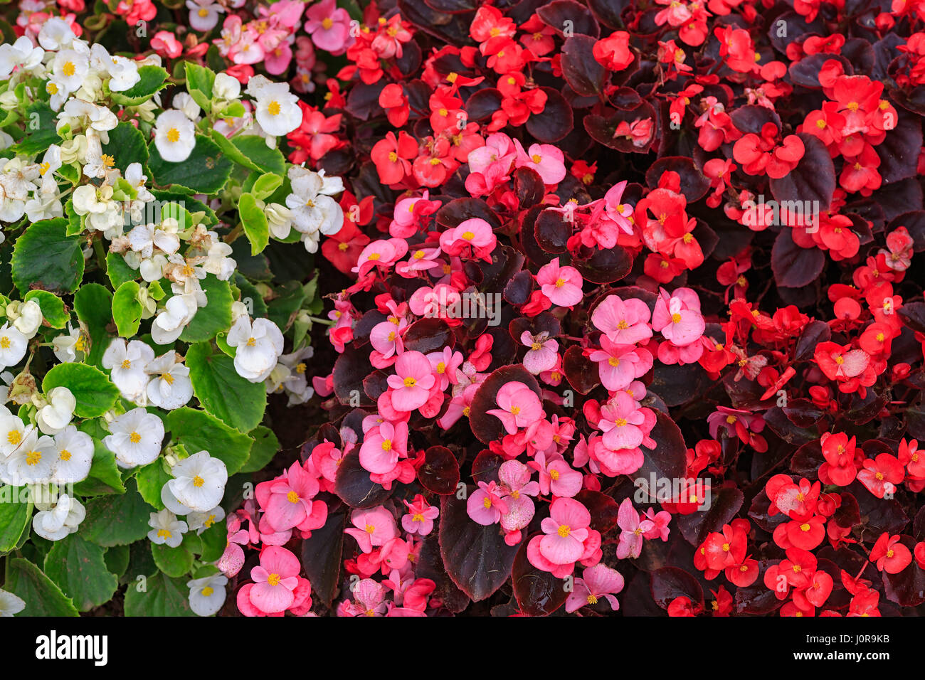 I tre colori di begonie fibroso da una vista dall'alto in basso. Foto Stock