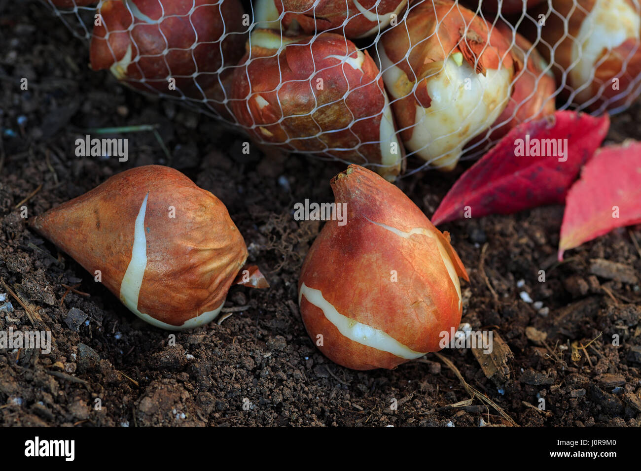 Bulbi di tulipani pronto per piantare nel giardino di casa. Foto Stock