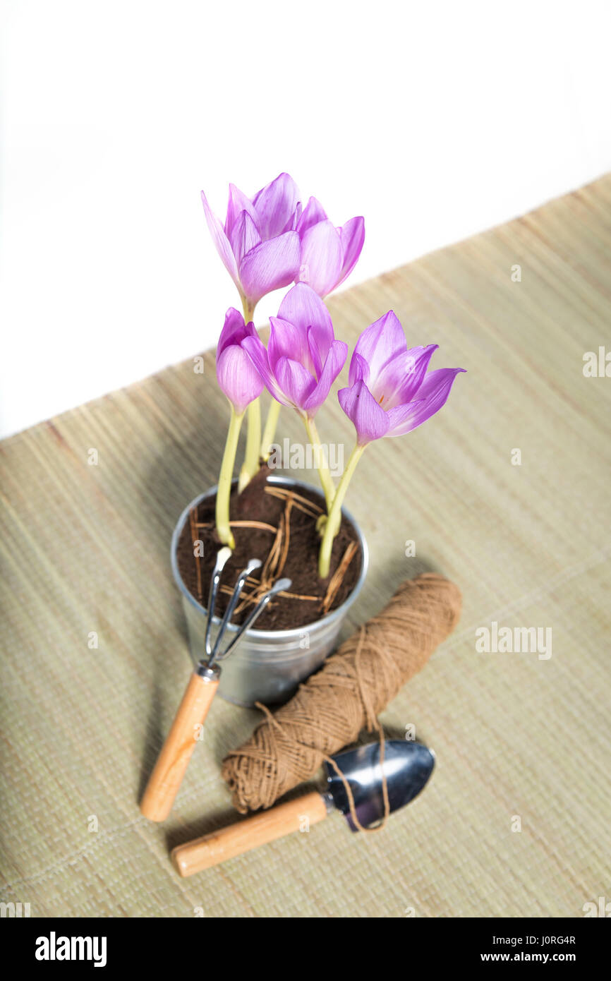 Idea di giardinaggio strumenti fiore viola in una pentola Foto Stock