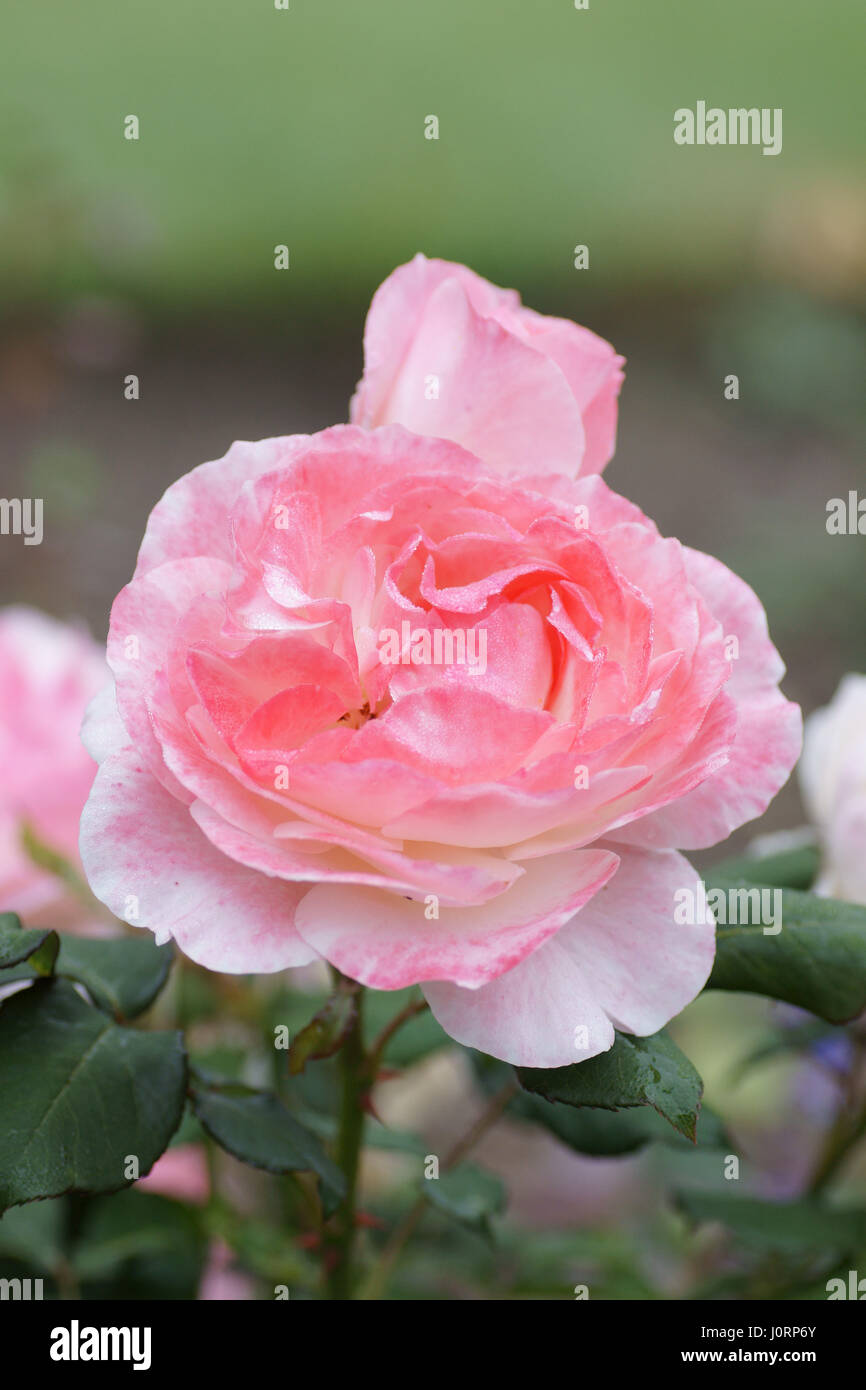 Rosa inglese "miss" Foto Stock