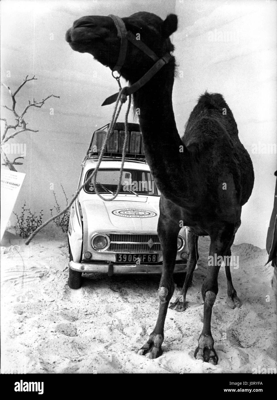 Nov. 24, 1976 - Il cammello e Renault 4 visualizzati in una finestra del negozio su Champs-Elysees per ''Avventura Renault " campagna di credito (Immagine: © Keystone Press Agency/Keystone USA via ZUMAPRESS.com) Foto Stock