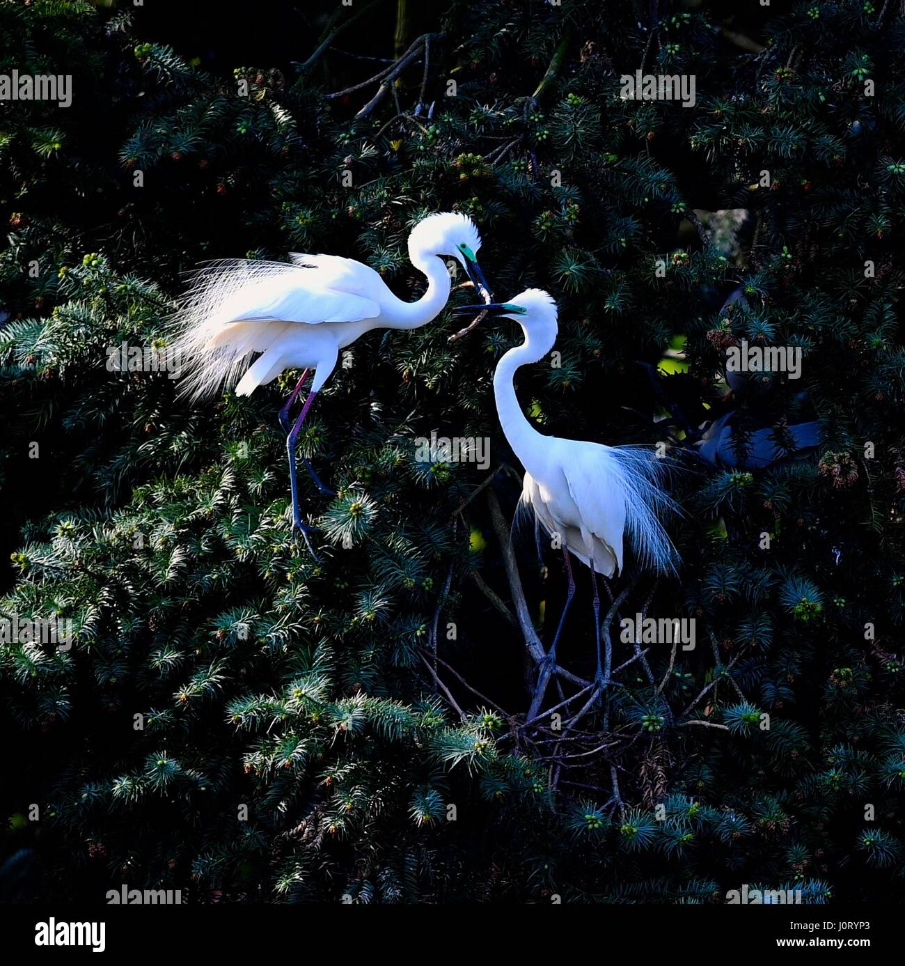 Nanchang, cinese della provincia di Jiangxi. Xiv Apr, 2017. Garzette sono visti al Xiangshan Forest Park di Nanchang City, a est della capitale cinese della provincia di Jiangxi, 14 aprile 2017. Credito: Hu Chenhuan/Xinhua/Alamy Live News Foto Stock