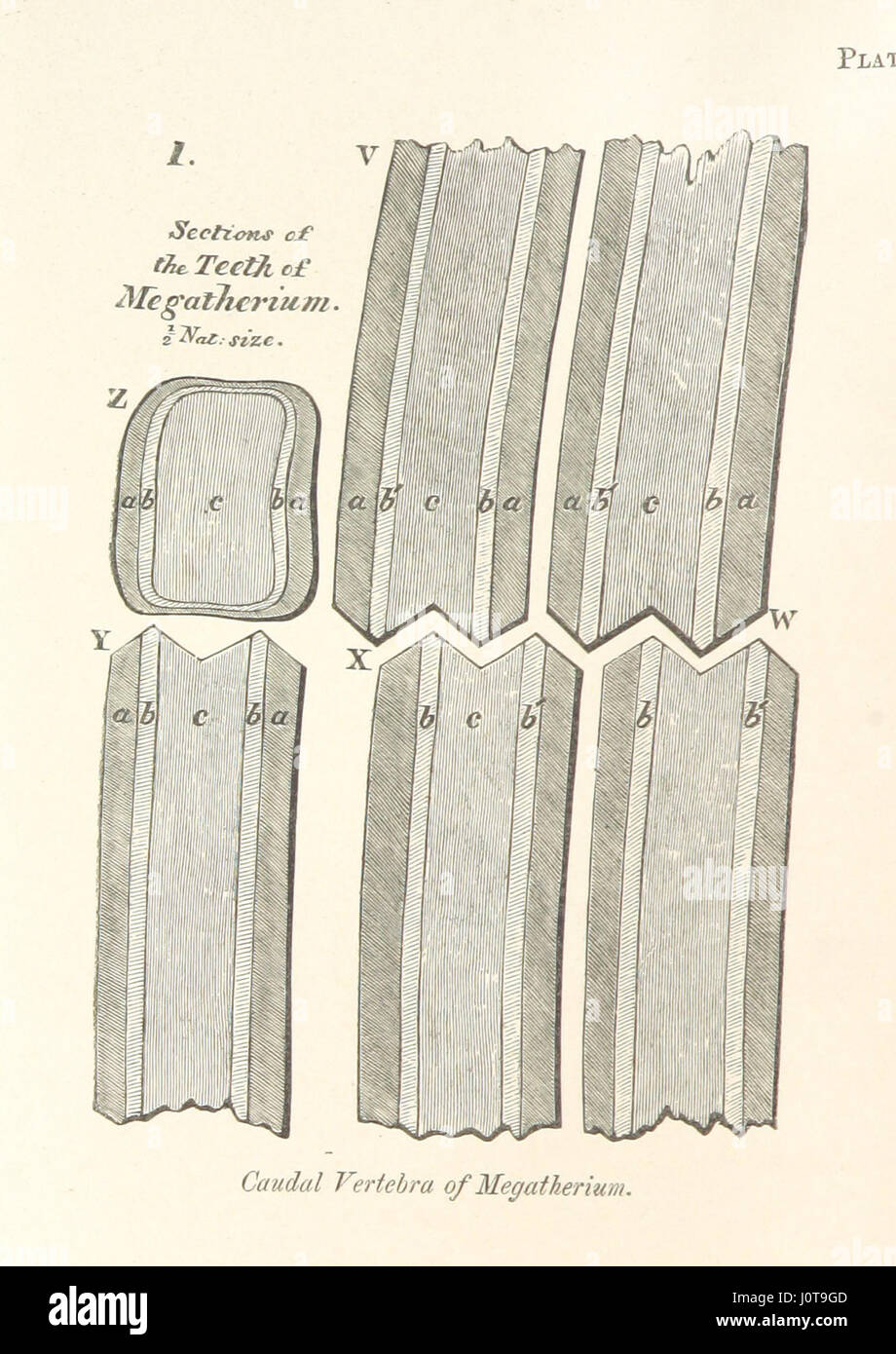 [Geologia e Mineralogia considerato con riferimento alla teologia naturale.] Foto Stock