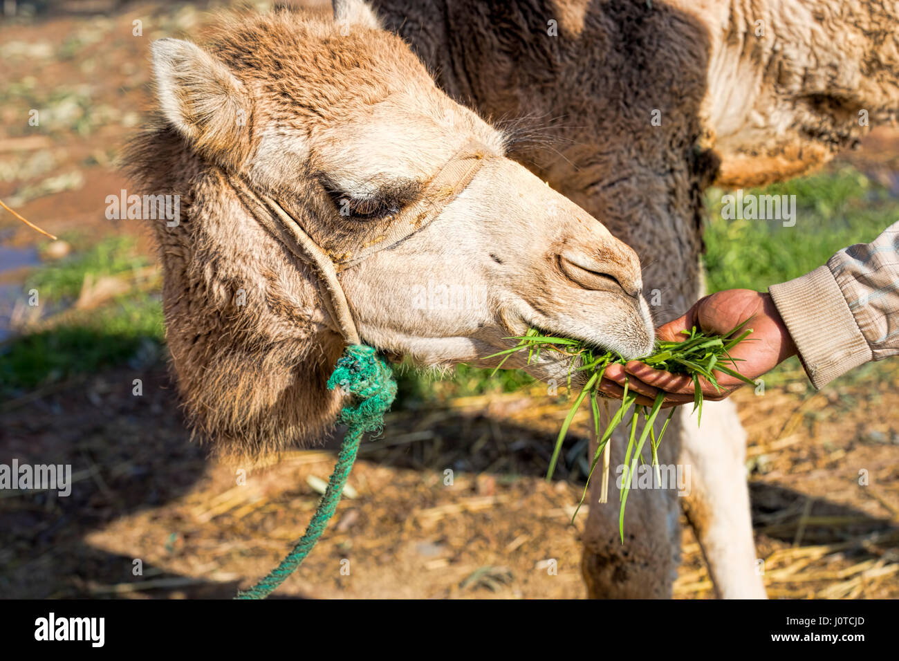 Baby cammello sei mesi essendo alimentato l'erba Foto Stock