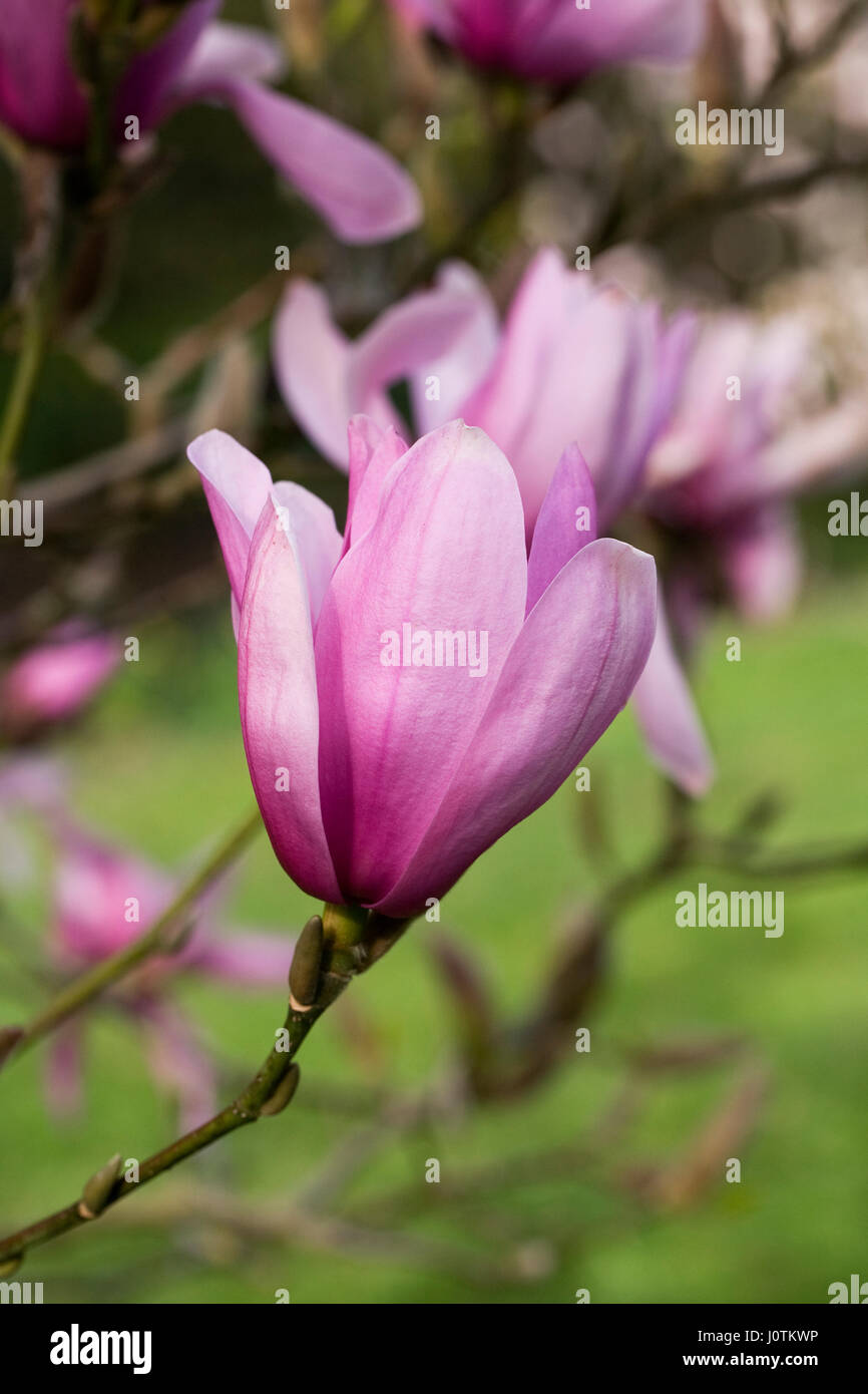 Magnolia 'Caerhays sorpresa' Fiori. Foto Stock